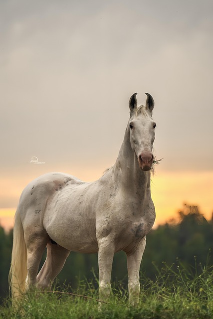 Free Hourse Animals photo and picture