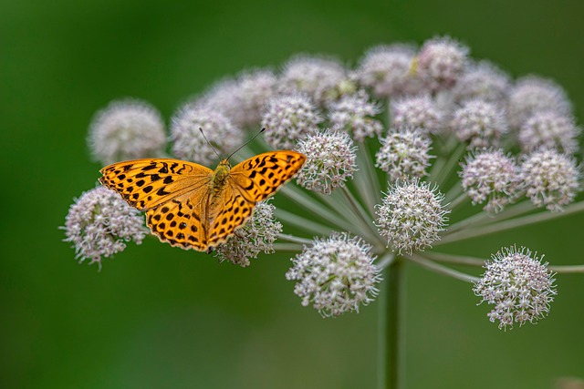 Free Silver-Washed Fritillary photo and picture