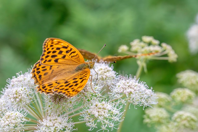 Free Silver-Washed Fritillary Butterfly photo and picture