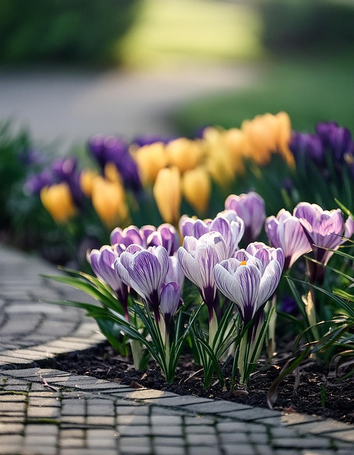 Free ai generated purple crocuses illustration