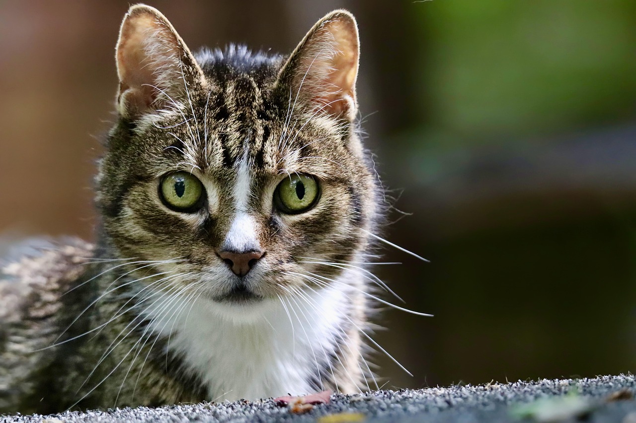 cat-scared-fears-hiding-anxious