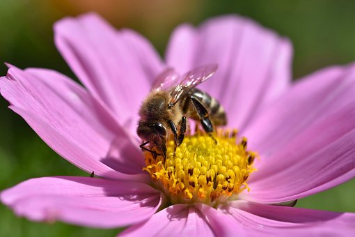 Blomst, Natur, Bi, Smukke Blomster