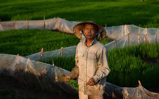 Free Man Farmer photo and picture