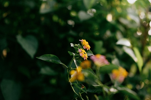 Flor, Natureza, Bloom, Florescer, Flora