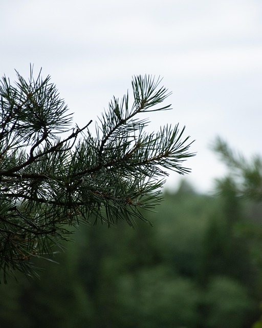 Spruce, Φύση, Δέντρο, Αειθαλής