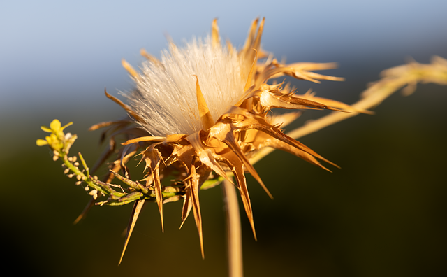 Free thistle milk thistle silybum marianum illustration