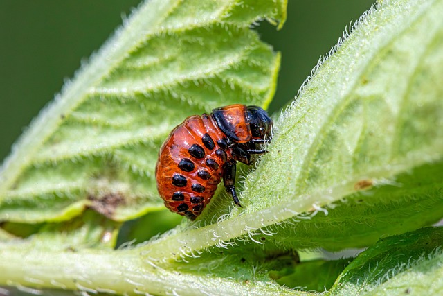 Free Colorado Potato Beetle Insect photo and picture
