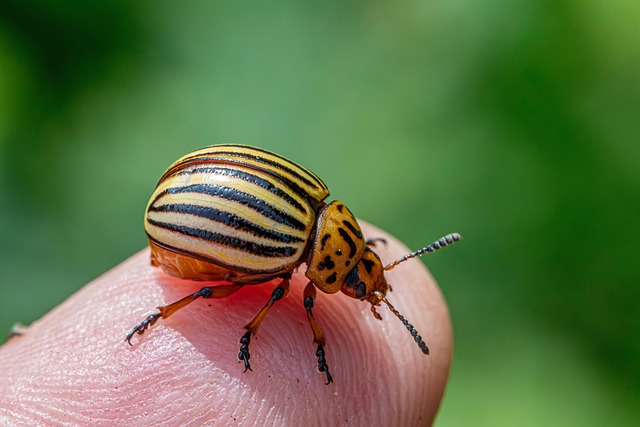 Free Colorado Potato Beetle Insect photo and picture