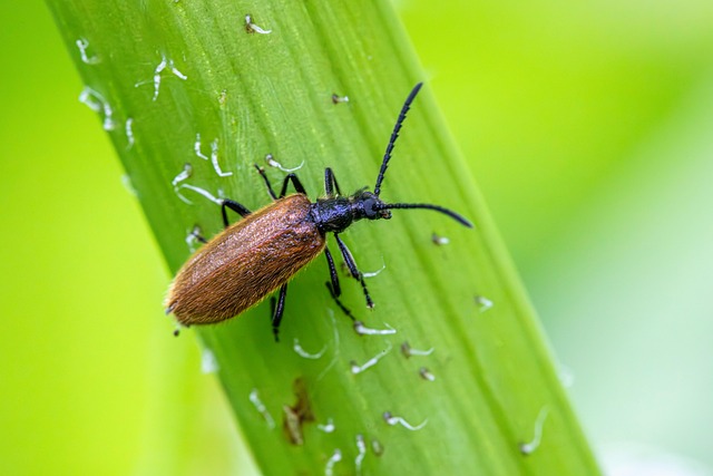 Free Lagria Hirta Rough-Haired Beetle photo and picture