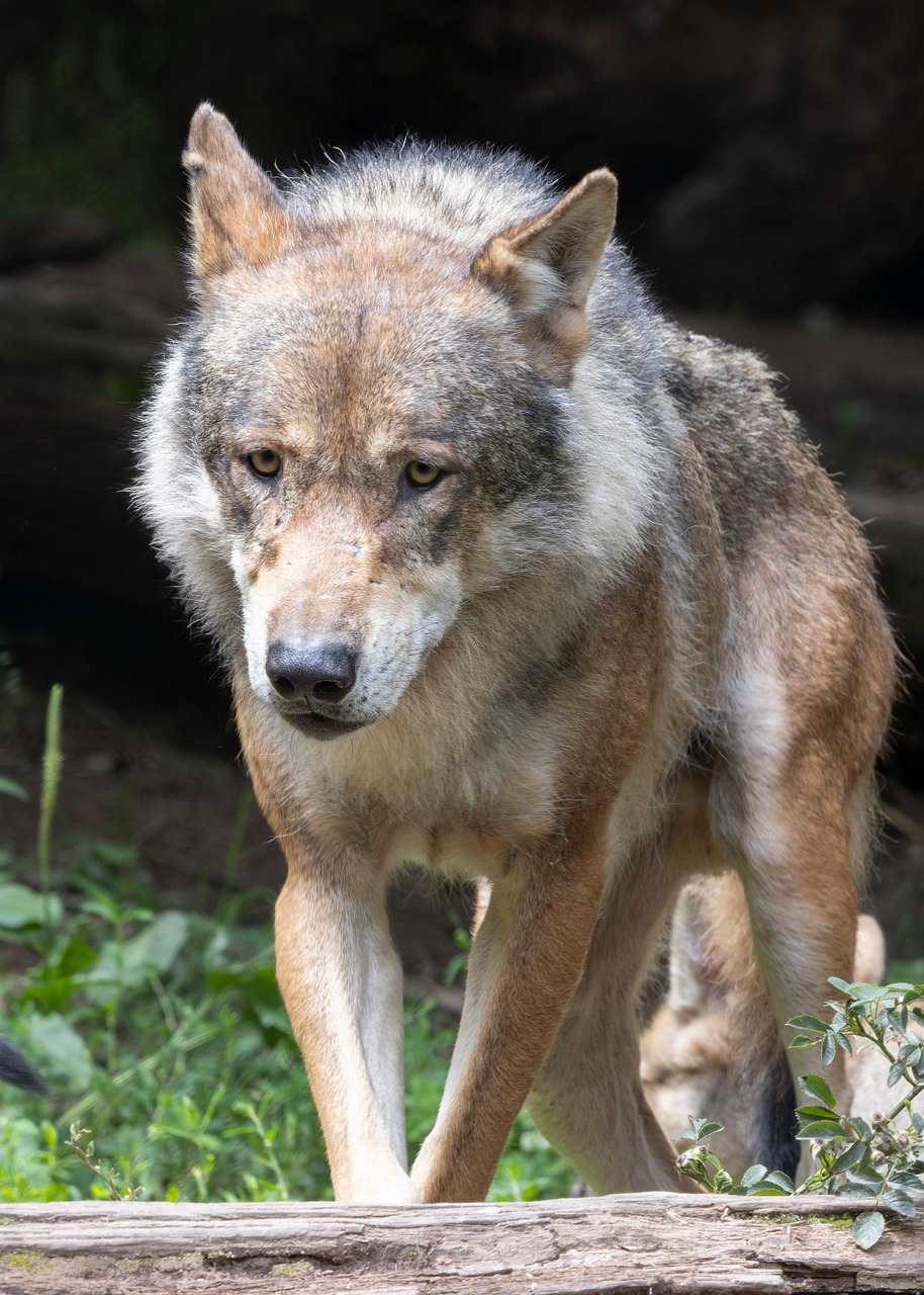 Wolf Predator Wildlife - Free photo on Pixabay