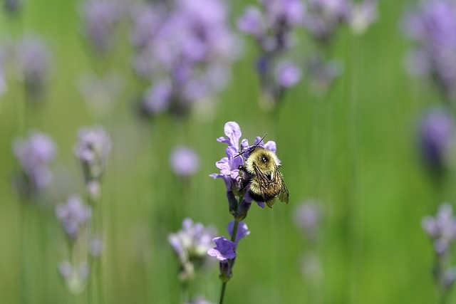 Free Pollinate Pollinator photo and picture