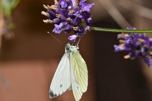 Sommerfugl, Insekt, Vinger, Blomst