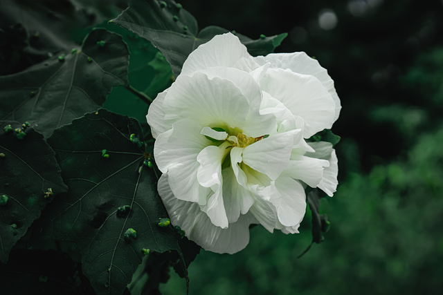 Free Flower Petals photo and picture
