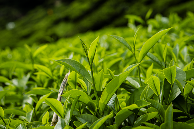 Free Tea Farm photo and picture