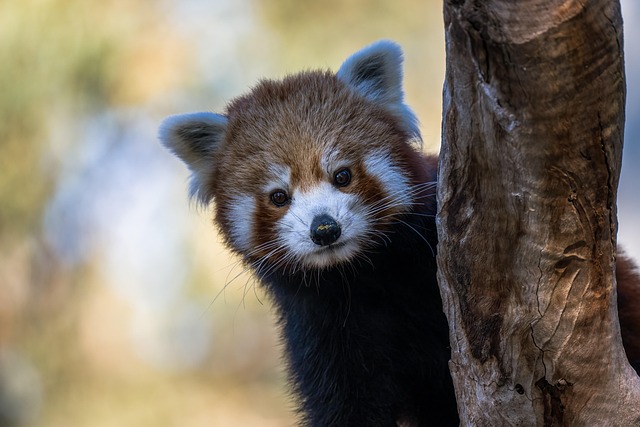 Seite 2 - 100.000+ kostenlose Panda 1 Tag Alt und Roter Panda-Bilder