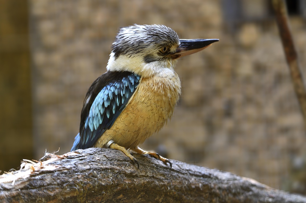 2+ kostnadsfria Kook- och Fågel-foton - Pixabay