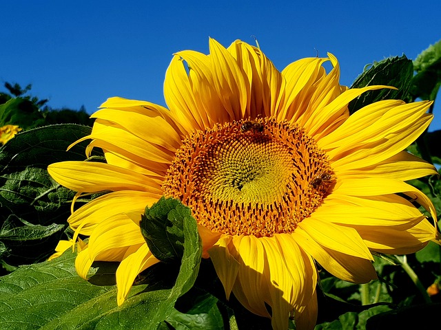 Free Yellow Sunflower photo and picture