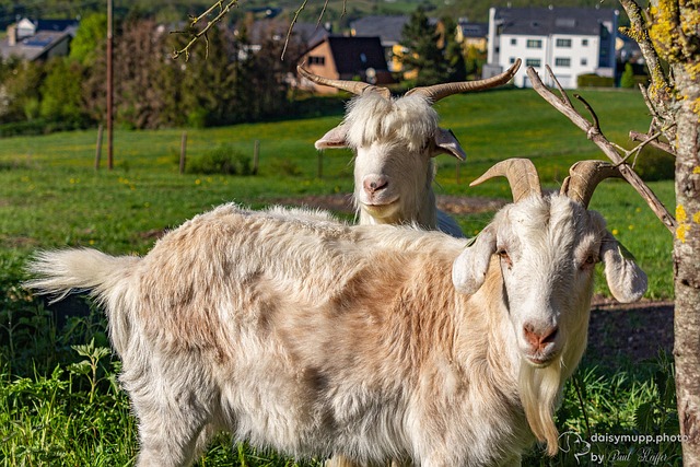 Animales, Cabra, Primavera, Tarde