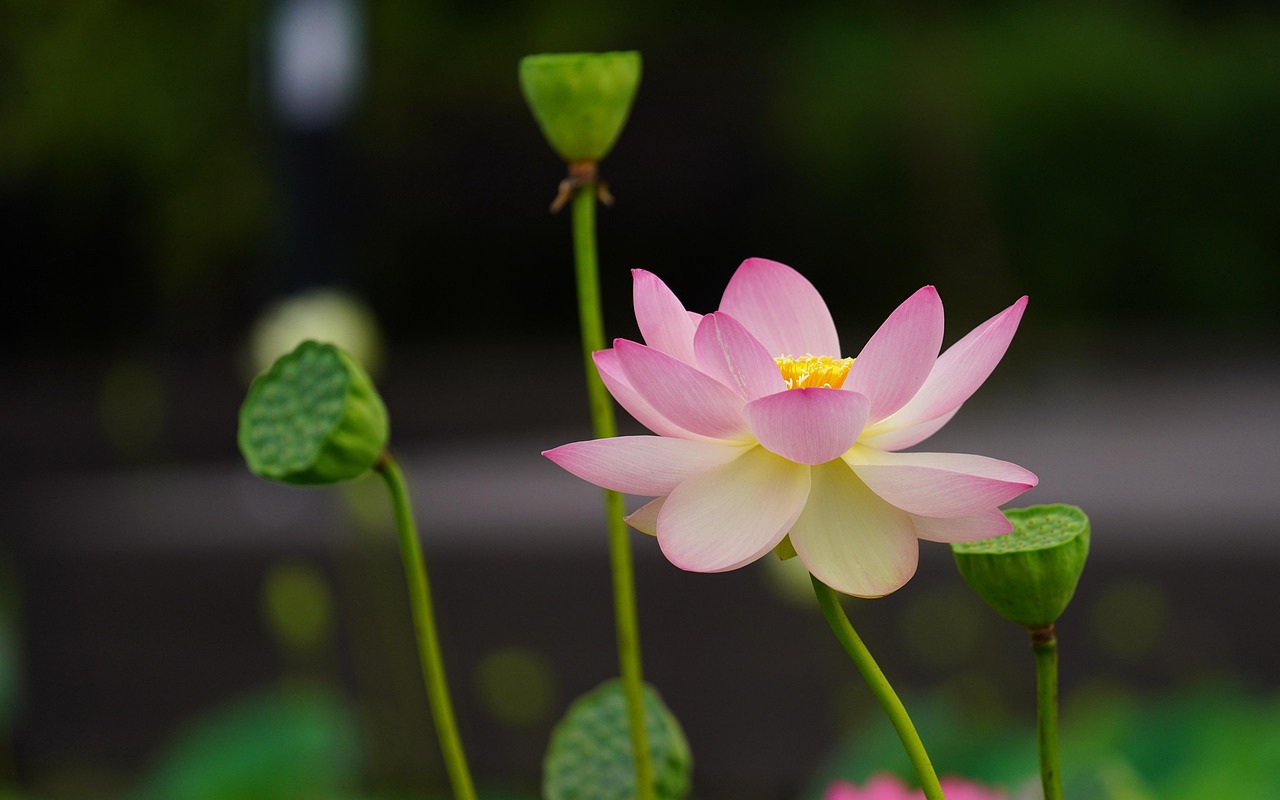 Free Lotus Flower photo and picture