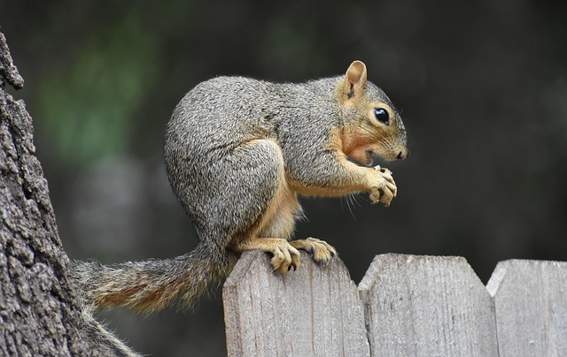 Free Squirrel Rodent photo and picture