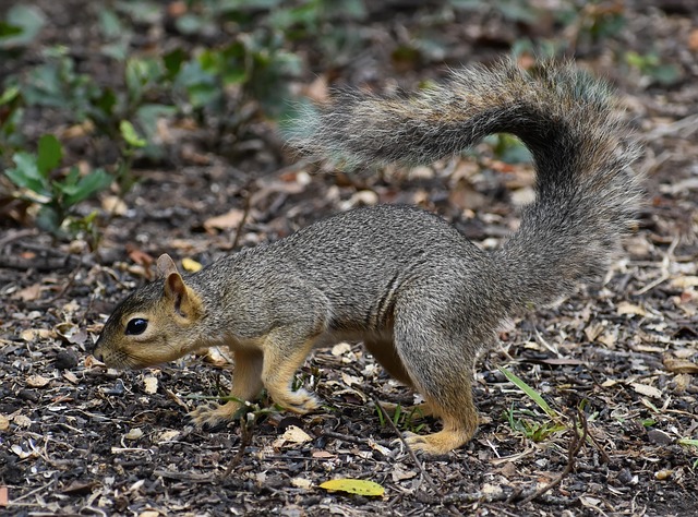 Free Squirrel Nature photo and picture