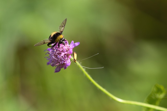 Free Bumblebee Bee photo and picture