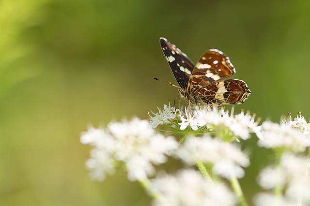 Free Butterfly Insect photo and picture