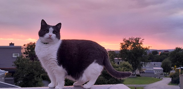 Free Cat Kitty photo and picture