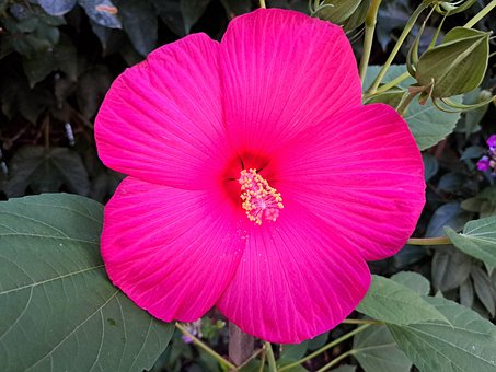 Blomst, Natur, Blomster, Flora