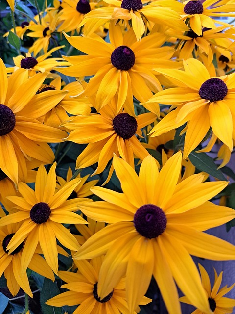 Blomst, Natur, Blomster, Flora