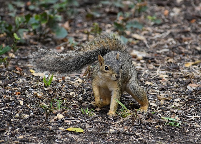 Free Squirrel Animal photo and picture