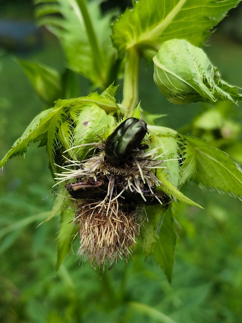 Free Insect Beetle photo and picture