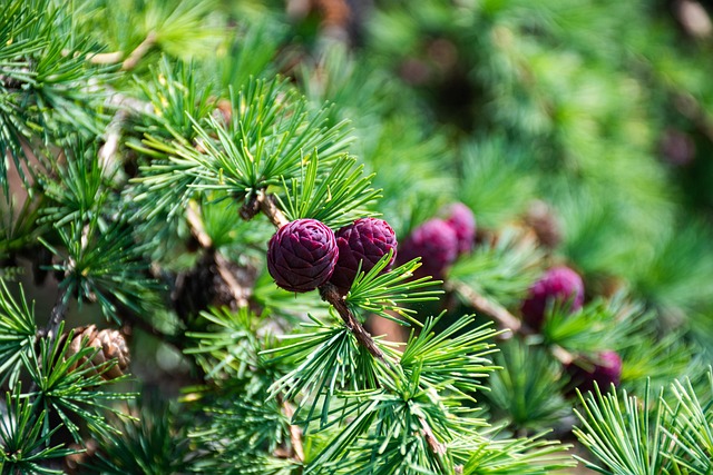 Free Larch Tree Spruce photo and picture