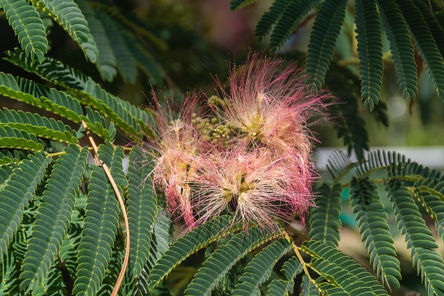 花 一颗树 绿色 - Pixabay上的免费照片