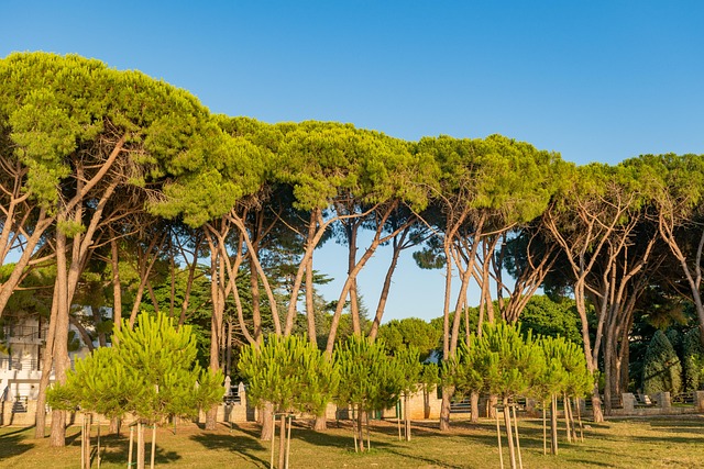 Free The Park Pine Trees photo and picture