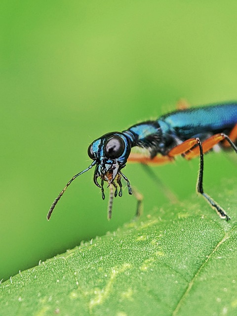 Free Bug Beetle photo and picture