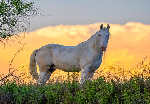 Free Horse Sunset photo and picture