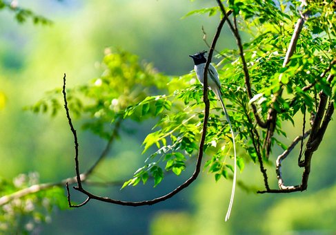Free Bird Nature photo and picture