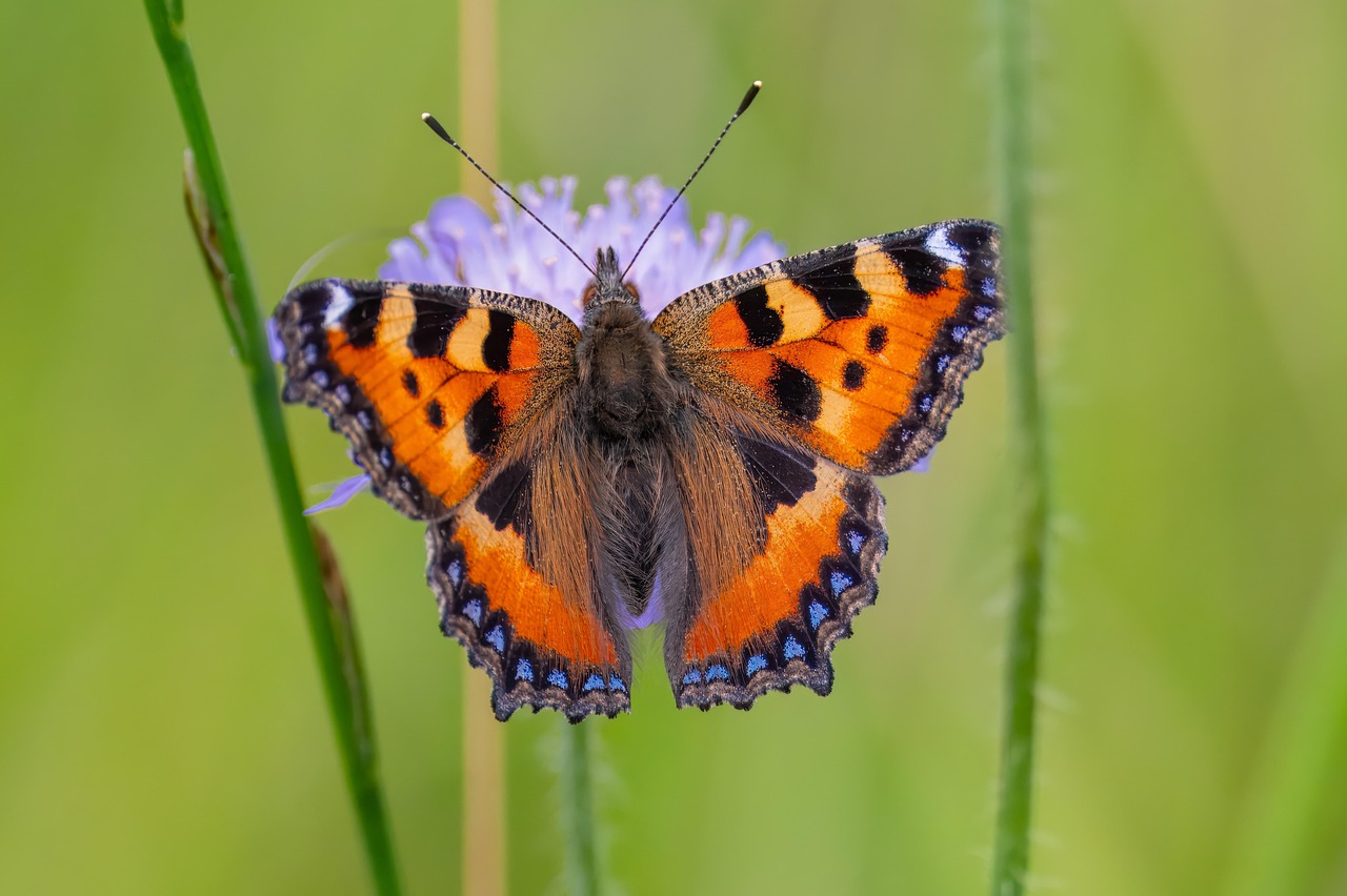 Butterfly Little Fox Pollination - Free photo on Pixabay