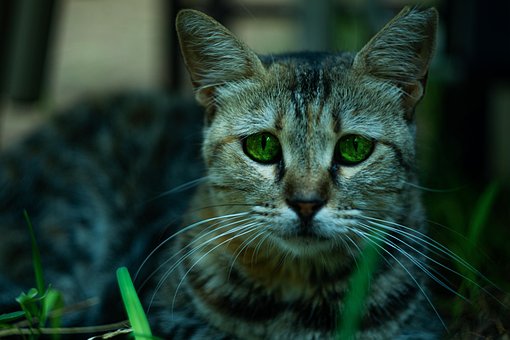 Free Cat Animal photo and picture