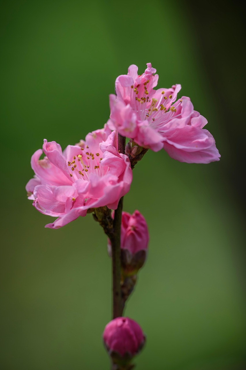 Bitou Flower Bitao Flowers The Pods - Free photo on Pixabay - Pixabay