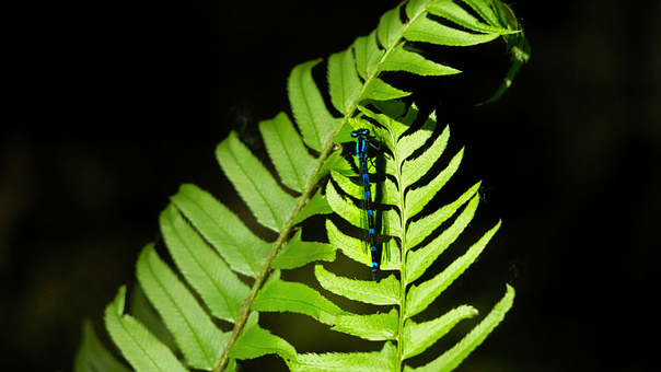 Insekt, Libelle, Entomologie, Blatt