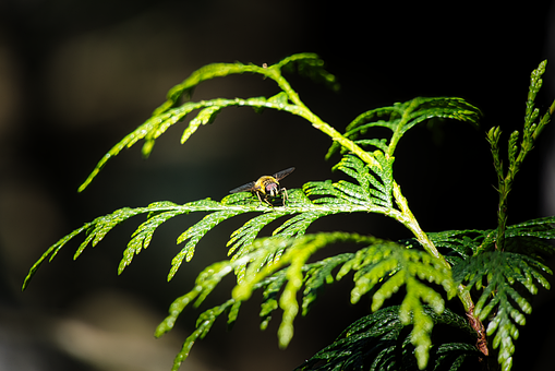 Fliege, Insekt, Natur, Blatt, Käfer
