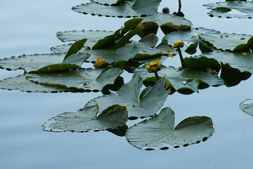 Lilie, Teich, Blume, Blütenblätter