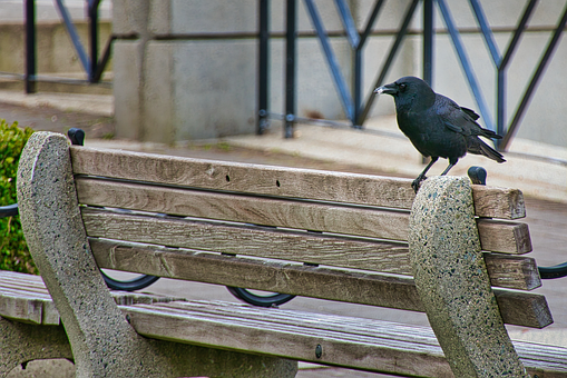 Krähe, Vogel, Rabe, Tier, Bank, Park