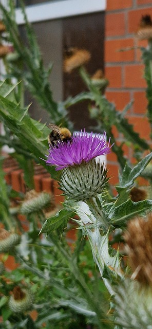Bien Insecte Sauvagebienen - Photo gratuite sur Pixabay