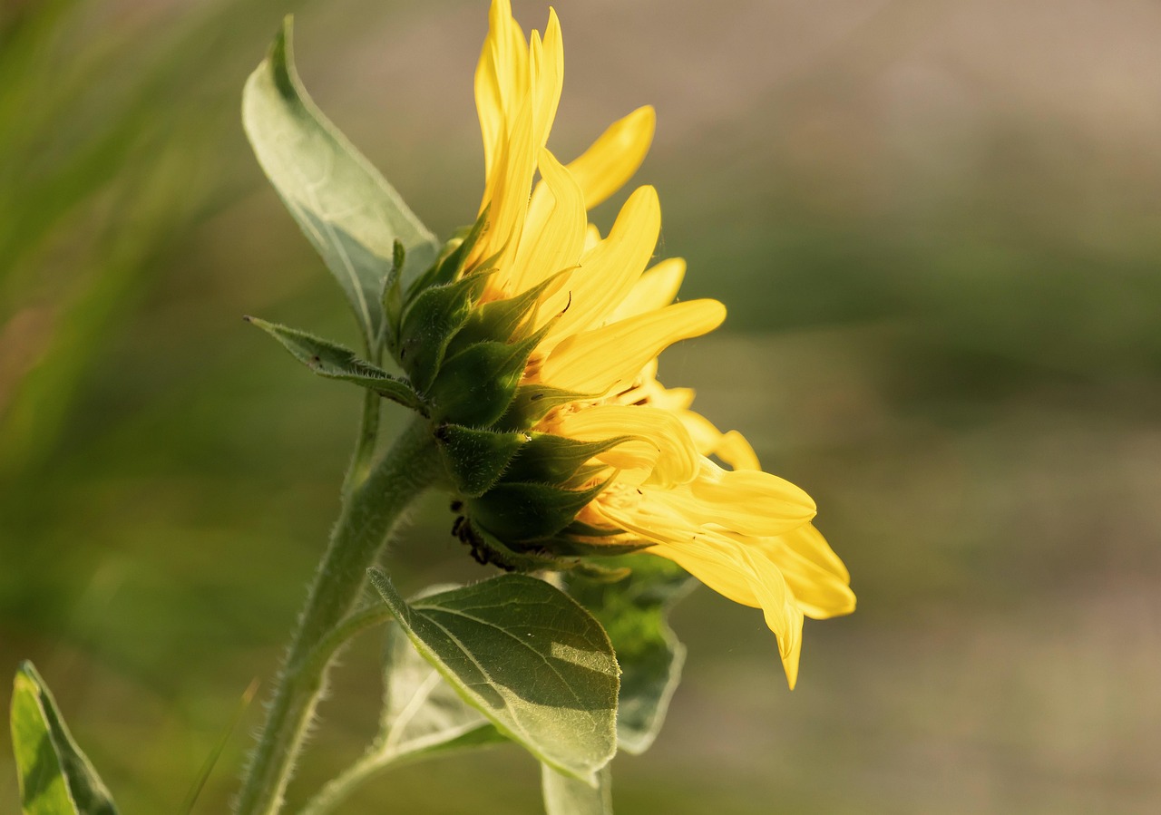 Sunflower Nature Flower - Free photo on Pixabay - Pixabay