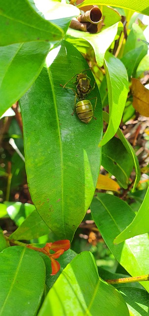 Free Ant Leaf photo and picture
