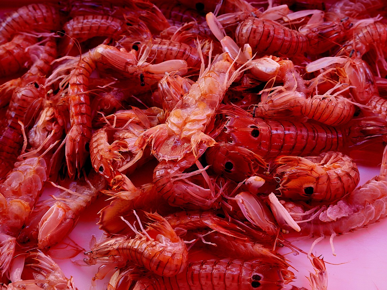 Shellfishes Hd Shrimp Shellfish Food - Free photo on Pixabay - Pixabay