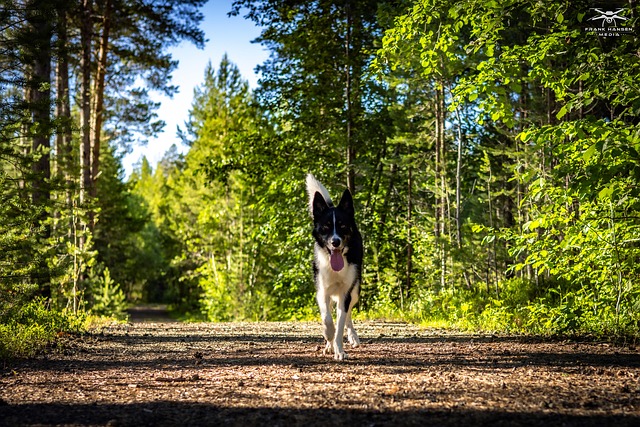 Free Dog Animal photo and picture